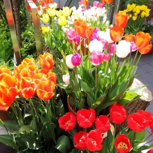 tulip