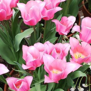 tulip
