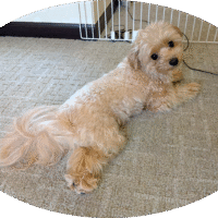 ワンちゃんもご満悦!