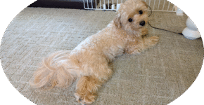 ワンちゃんもご満悦！