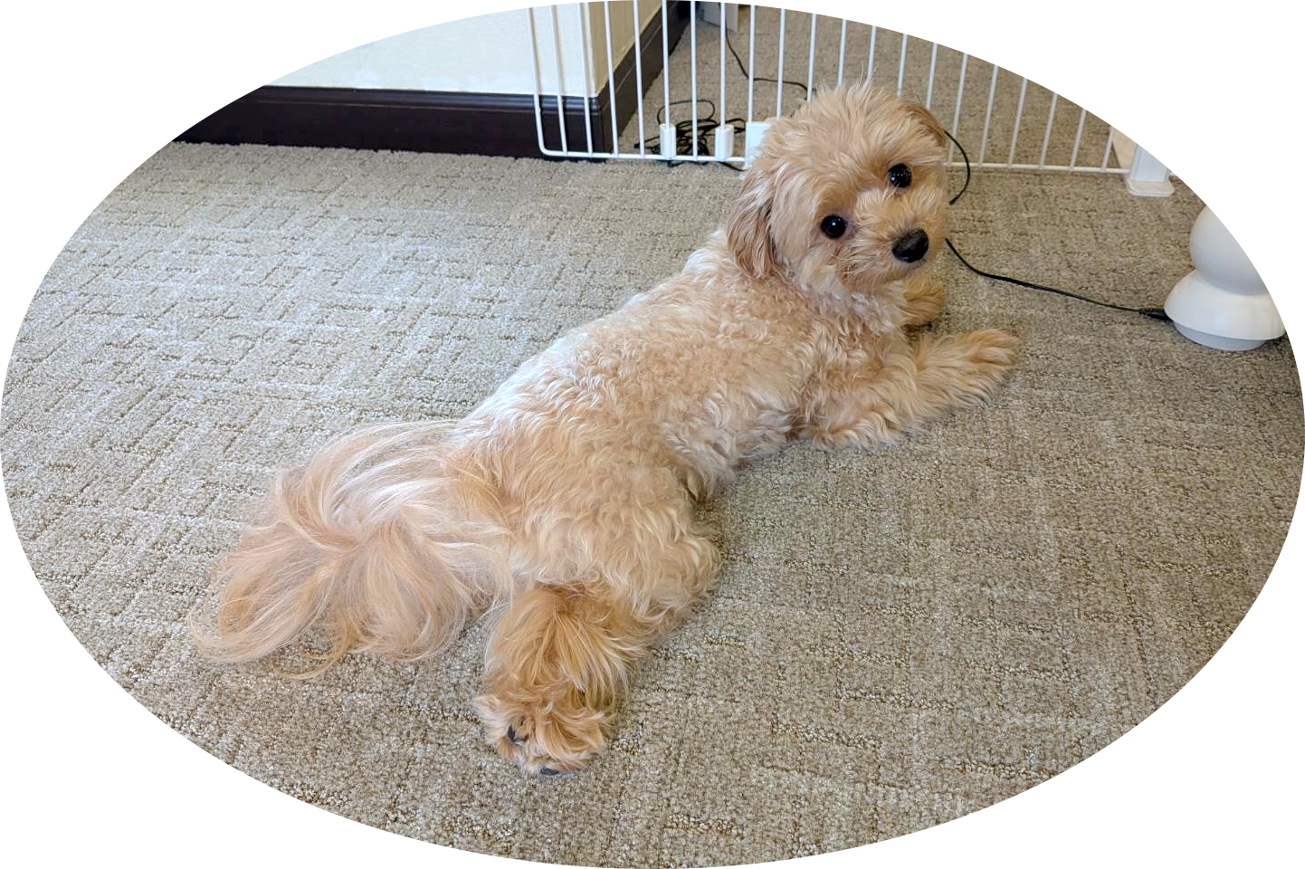 ワンちゃんもご満悦！